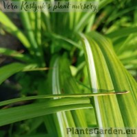 Päevaliilia fulva Kwanso Variegata