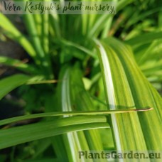 Päevaliilia fulva Kwanso Variegata