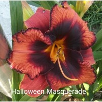 Päevaliilia Halloween Masquerade