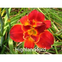 Päevaliilia Highland Lord