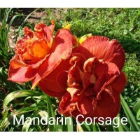 Päevaliilia Mandarin Corsage