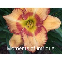 Päevaliilia Moments Of Intrigue