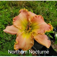 Päevaliilia Northern Nocturne