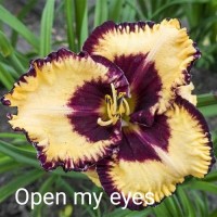 Päevaliilia Open My Eyes