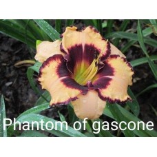 Päevaliilia Phantom Of Gascone