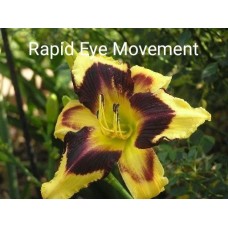 Päevaliilia Rapid Eye Movement