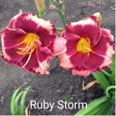Päevaliilia Ruby Storm