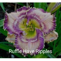 Päevaliilia Ruffle Have Ripples
