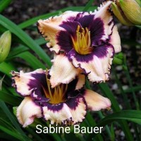 Päevaliilia Sabine Bauer