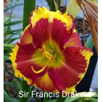 Päevaliilia Sir Francis Drake