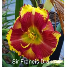 Päevaliilia Sir Francis Drake