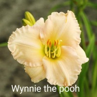 Päevaliilia Winnie The Pooh