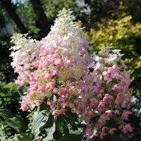 Aedhortensia Angels blush/Ruby