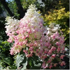 Aedhortensia Angels blush/Ruby