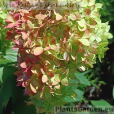 Aedhortensia Bee Green