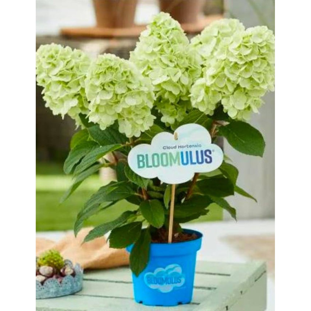Aedhortensia Bloomulus Cloud Cirrus Aedhortensia Bloomulus Cloud Cirrus