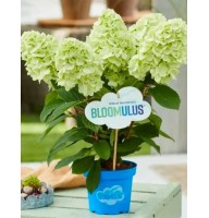 Aedhortensia Bloomulus Cloud Cirrus