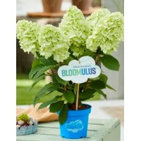 Aedhortensia Bloomulus Cloud Cirrus