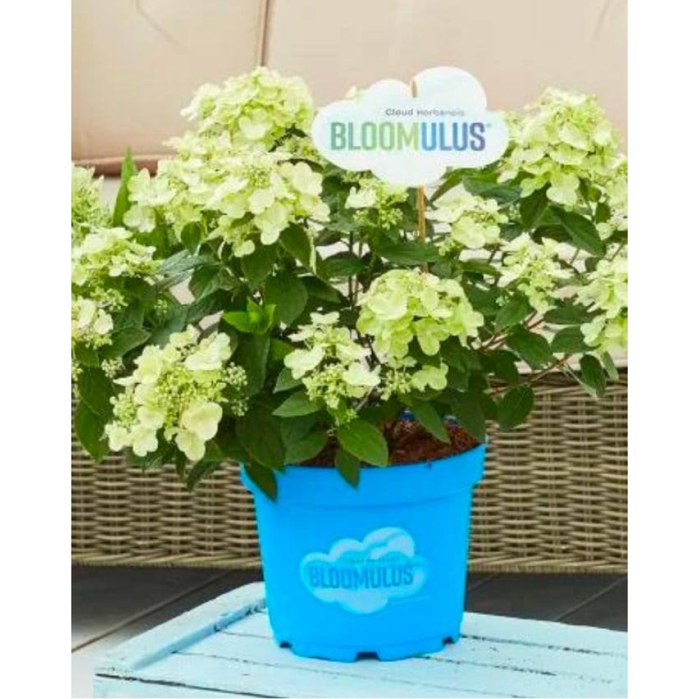 Aedhortensia Bloomulus Cloud Cumra Aedhortensia Bloomulus Cloud Cumra
