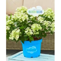 Aedhortensia Bloomulus Cloud Cumra