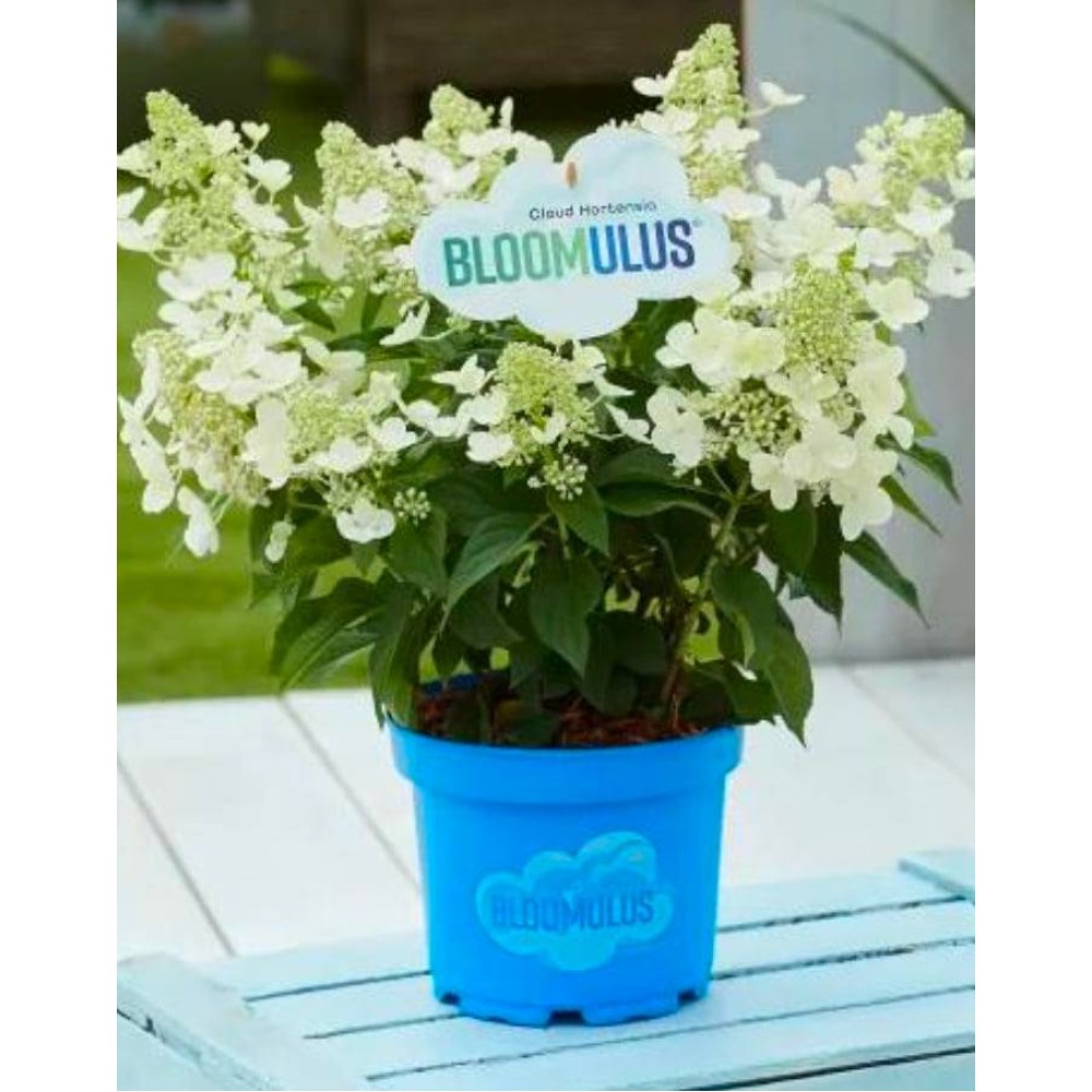Aedhortensia Bloomulus Cloud Cumulus Aedhortensia Bloomulus Cloud Cumulus
