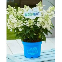 Aedhortensia Bloomulus Cloud Cumulus