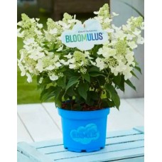 Aedhortensia Bloomulus Cloud Cumulus