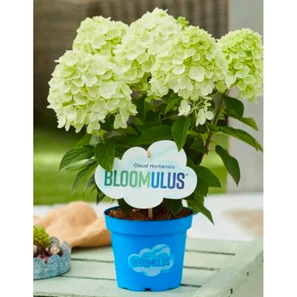 Aedhortensia Bloomulus Cloud Fluffa Aedhortensia Bloomulus Cloud Fluffa
