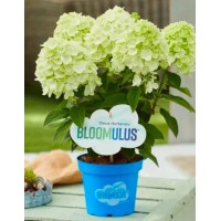 Aedhortensia Bloomulus Cloud Fluffa