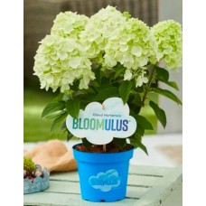 Aedhortensia Bloomulus Cloud Fluffa