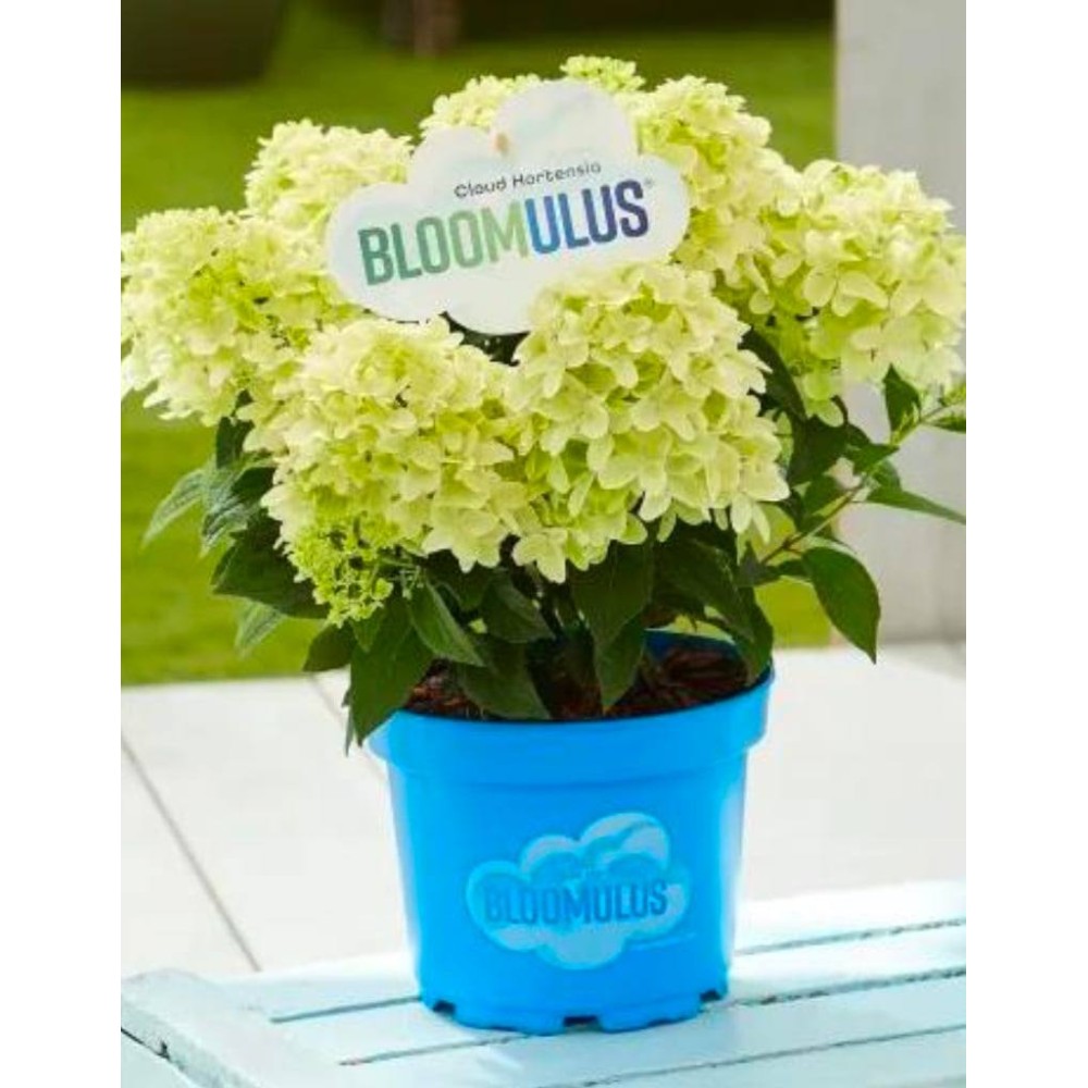 Aedhortensia  Bloomulus Cloud Nimbus Aedhortensia  Bloomulus Cloud Nimbus