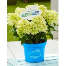 Aedhortensia  Bloomulus Cloud Nimbus