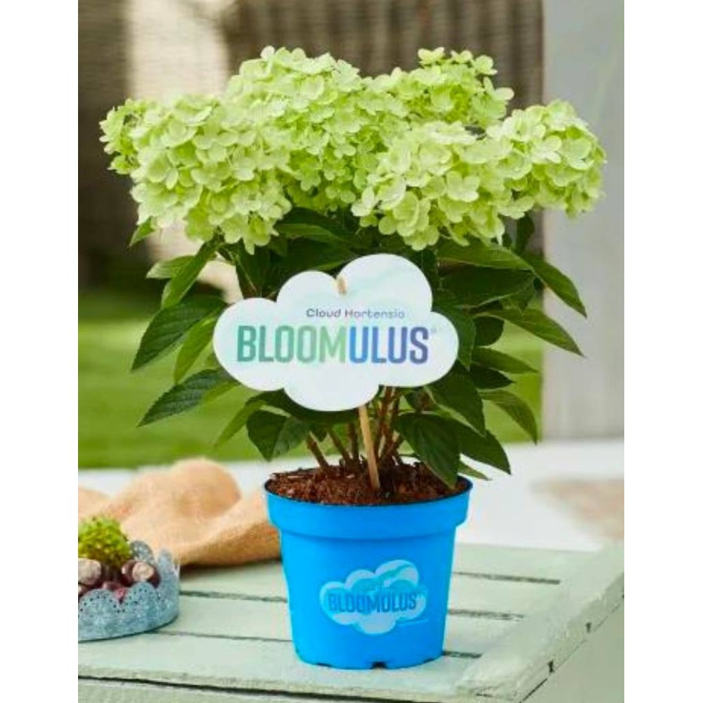 Aedhortensia Bloomulus Cloud Stratix Aedhortensia Bloomulus Cloud Stratix