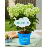 Aedhortensia Bloomulus Cloud Stratix