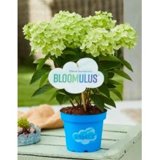 Aedhortensia Bloomulus Cloud Stratix