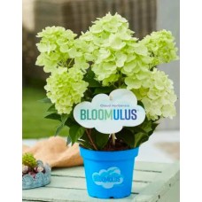 Aedhortensia Bloomulus Cloud Stratus