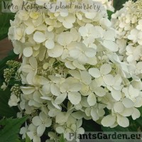 Aedhortensia Dolly