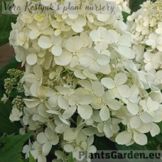 Aedhortensia Dolly