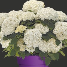Puishortensia FlowerWow C-5