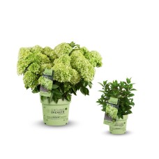 Hydrangea Groundbreaker Greeny