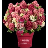 Hydrangea Groundbreaker Ruby
