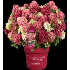 Hydrangea Groundbreaker Ruby