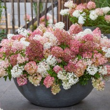 Aedhortensia Groundbreaker