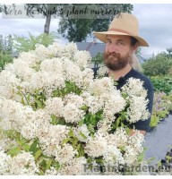 Aedhortensia Groundbreaker