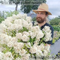 Aedhortensia Groundbreaker