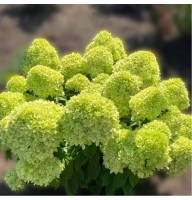 Aedhortensia Little Apple