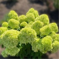 Aedhortensia Little Apple