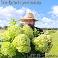 Aedhortensia Little Apple