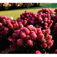 Aedhortensia Little Rosy
