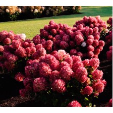 Aedhortensia Little Rosy